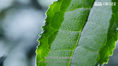IMG_1811.GIF