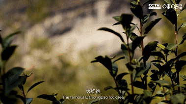 IMG_1819.GIF