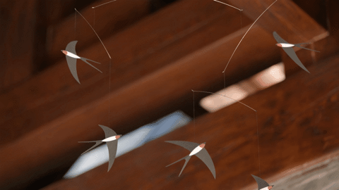 IMG_5839.GIF