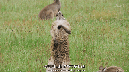 IMG_6257.GIF