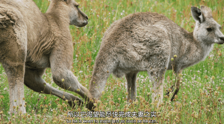 IMG_6258.GIF