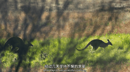 IMG_6259.GIF