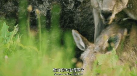 IMG_6261.GIF
