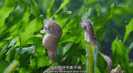 IMG_6269.GIF