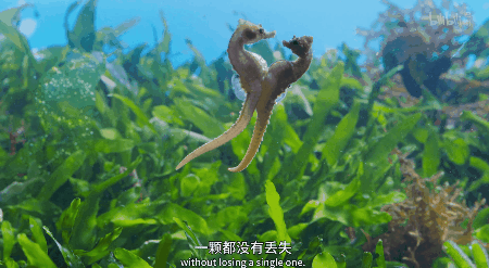 IMG_6272.GIF