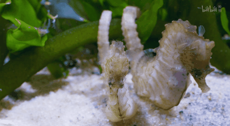 IMG_6270.GIF