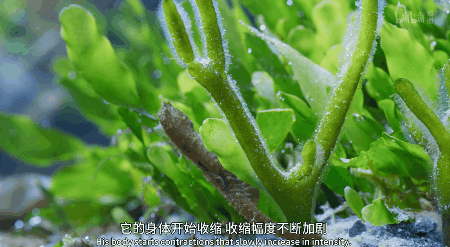 IMG_6274.GIF