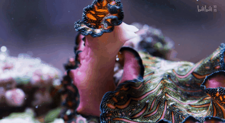 IMG_6284.GIF