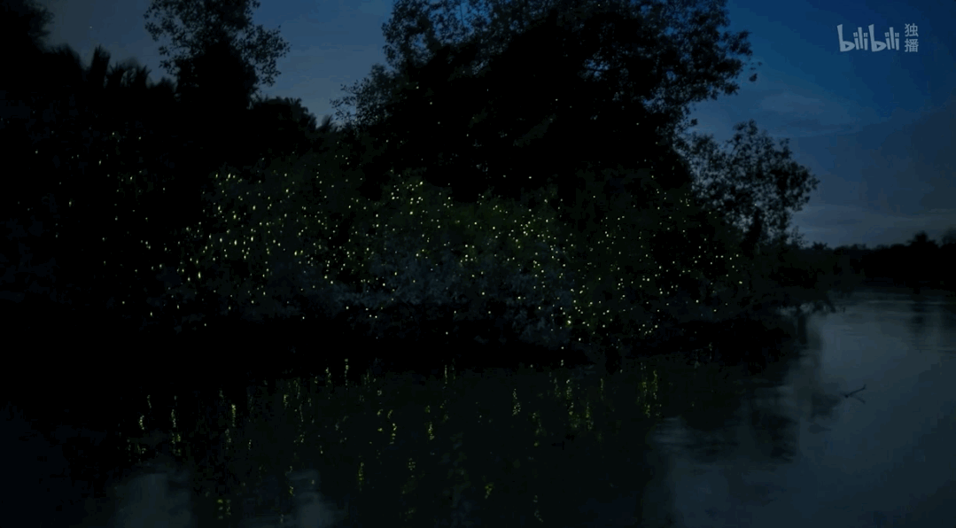 IMG_6292.GIF