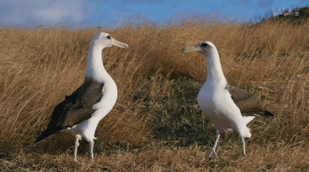 IMG_6297.GIF