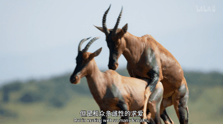 IMG_6307.GIF