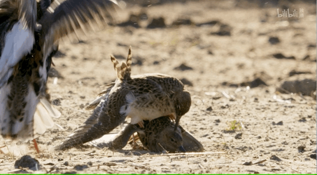 IMG_6321.GIF