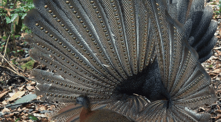 IMG_6324.GIF