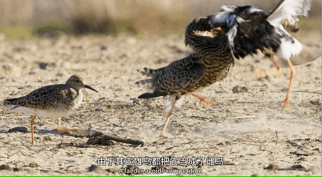 IMG_6320.GIF
