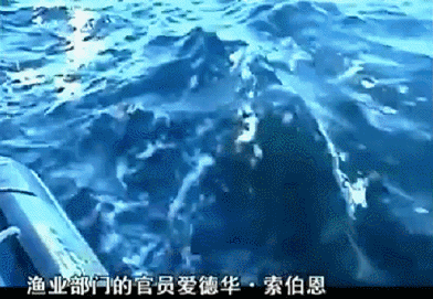 IMG_7014.GIF