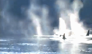 IMG_7026.GIF