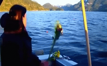 IMG_7050.GIF