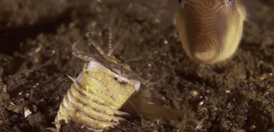 IMG_7410.GIF