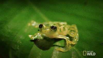 IMG_9545.GIF