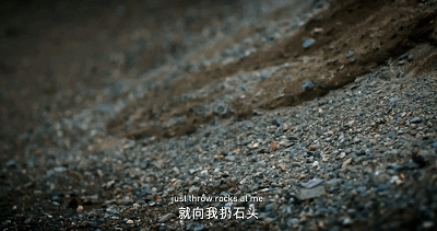 IMG_4484.GIF