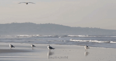 IMG_4505.GIF