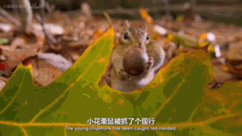 IMG_1629.GIF