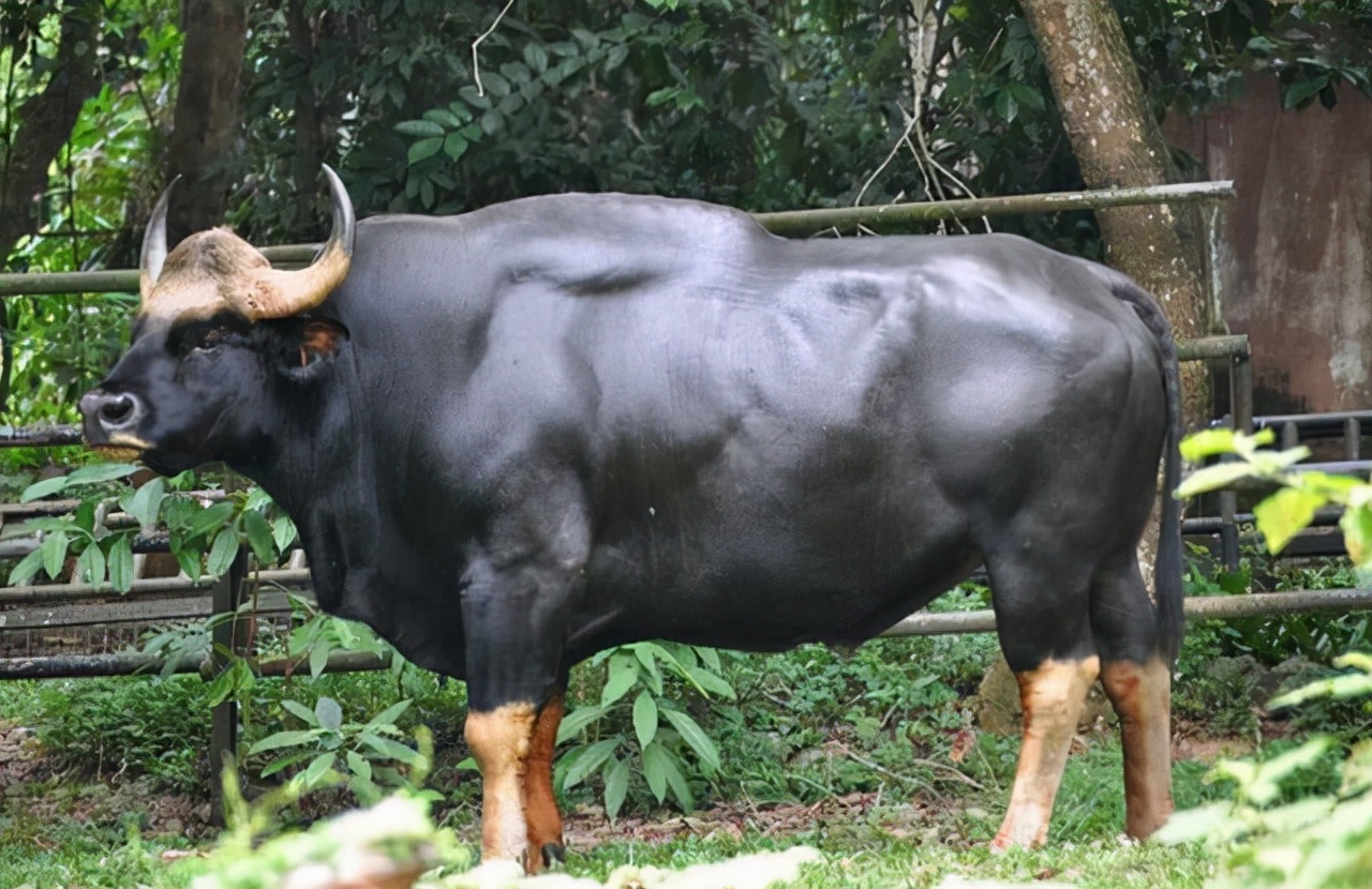 a517.jpg