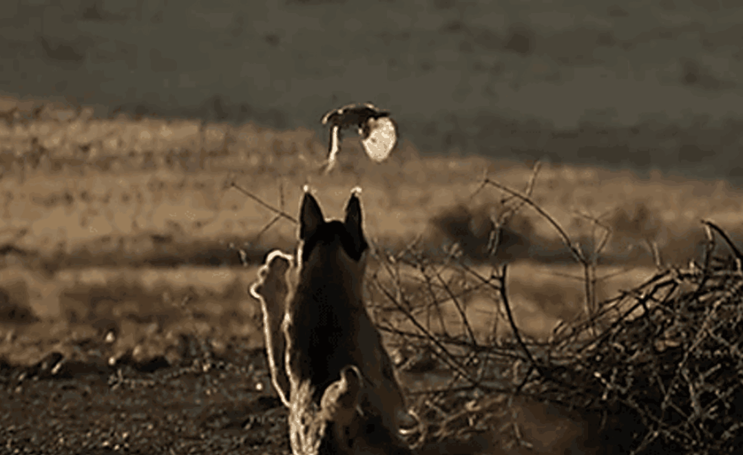 3.gif