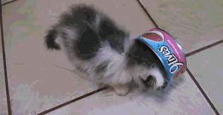 18.gif