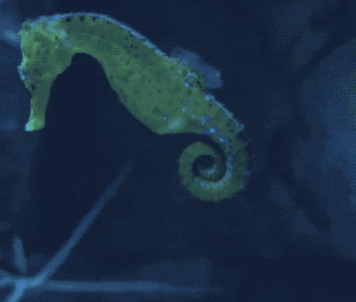 IMG_6083.GIF