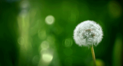 IMG_5817.GIF