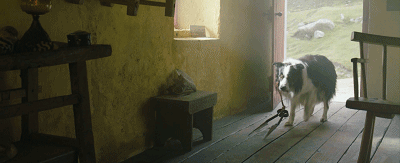 IMG_7785.GIF