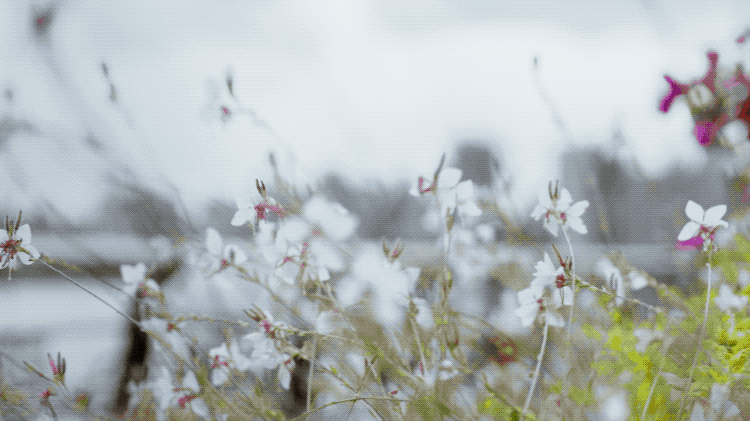 IMG_7017.GIF