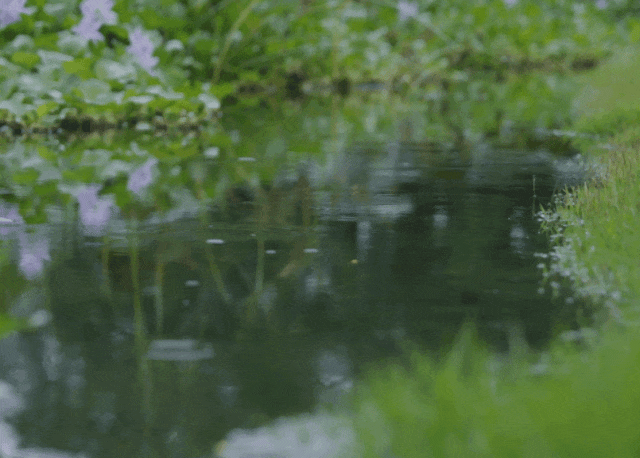 IMG_9321.GIF
