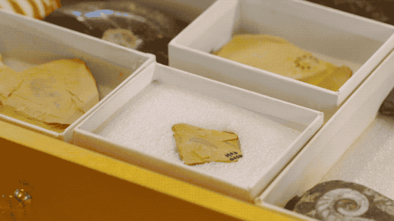 IMG_9566.GIF