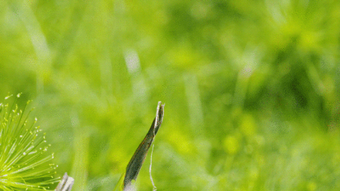IMG_9579.GIF