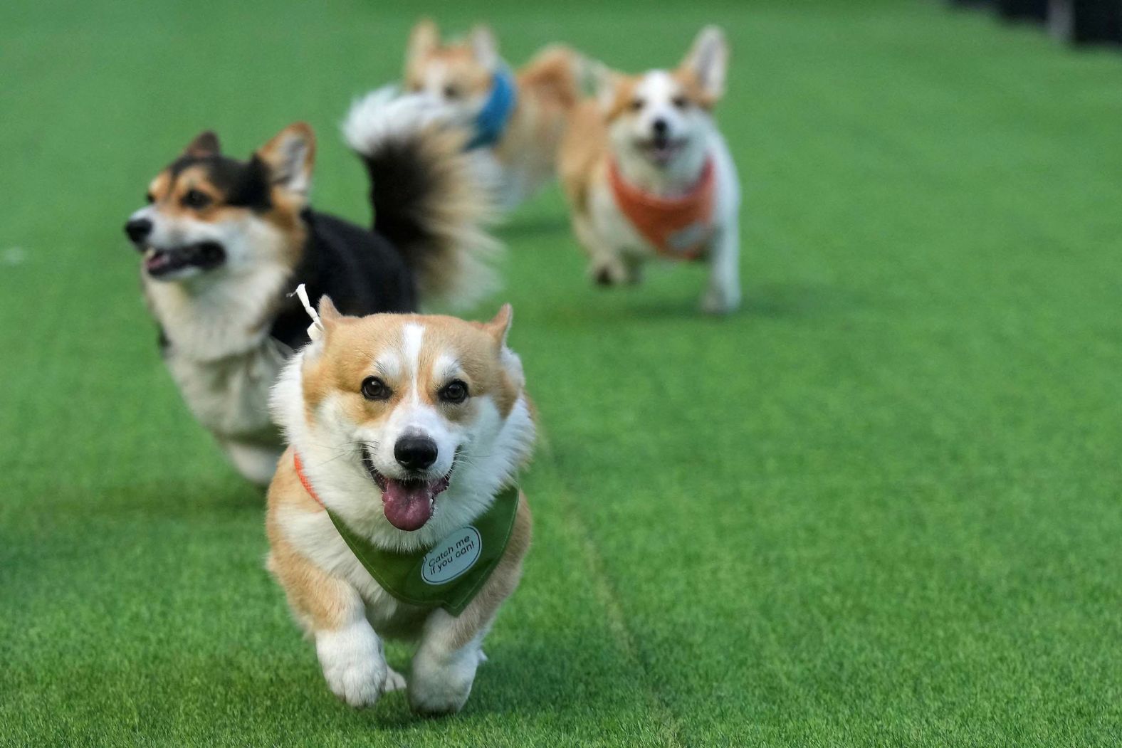 21-019-2025-08-23t184719z-1264365170-rc23dgaiu6ey-rtrmadp-3-lithuania-corgi-race-jpg.jpg