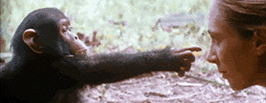 a1.gif