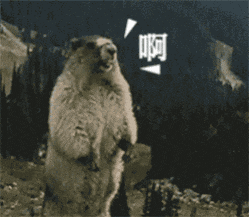 IMG_2335.GIF