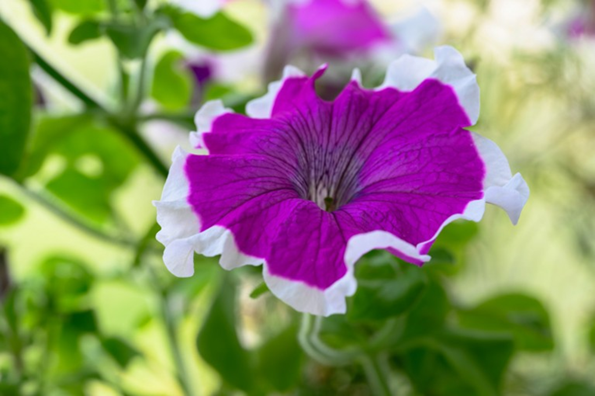 IMG_4908.PNG