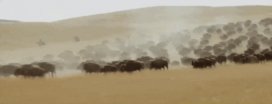 IMG_5953.GIF